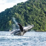 AVISTAMIENTO-DE-BALLENAS-JOROBADAS-viajar-a-colombia-aventureros-360-1-1-1