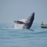 avistamiento-de-ballenas-en-colombia